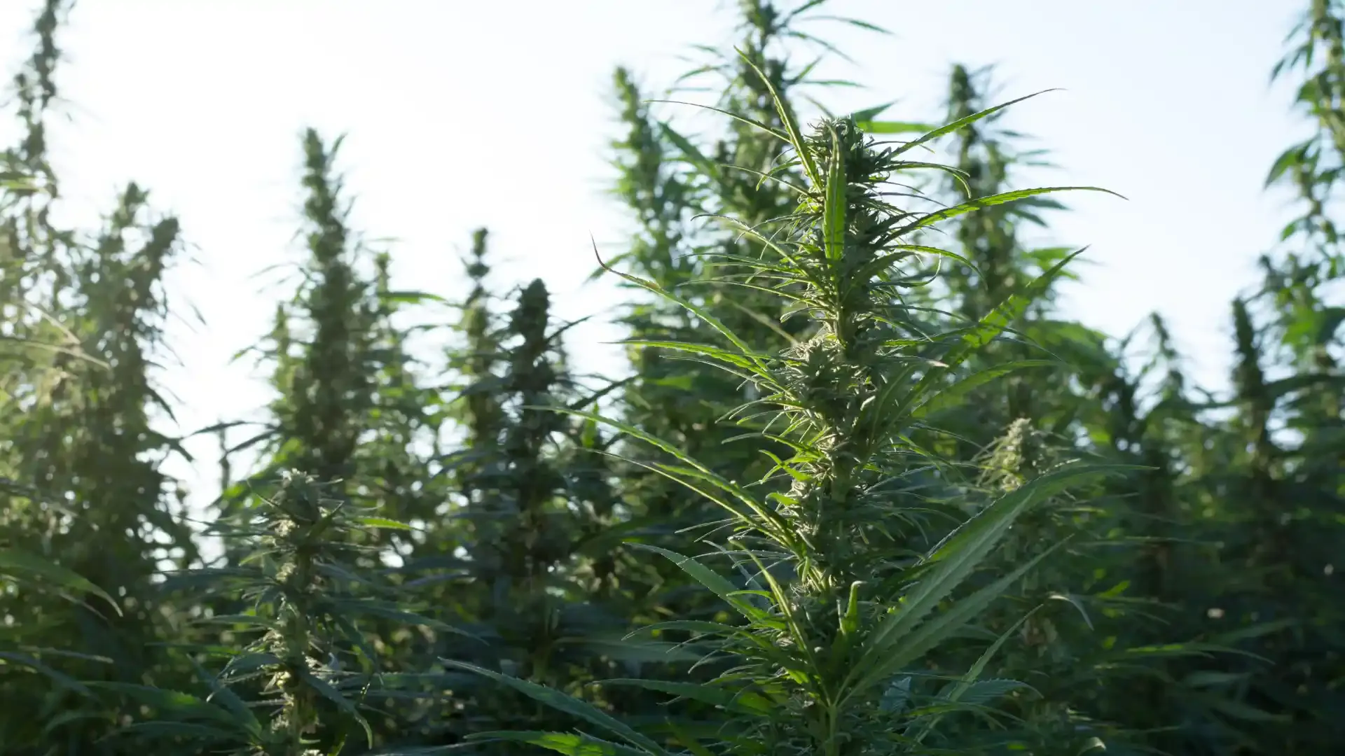 From Cash Crops to Cannabis: Pakistan’s Economic Shift