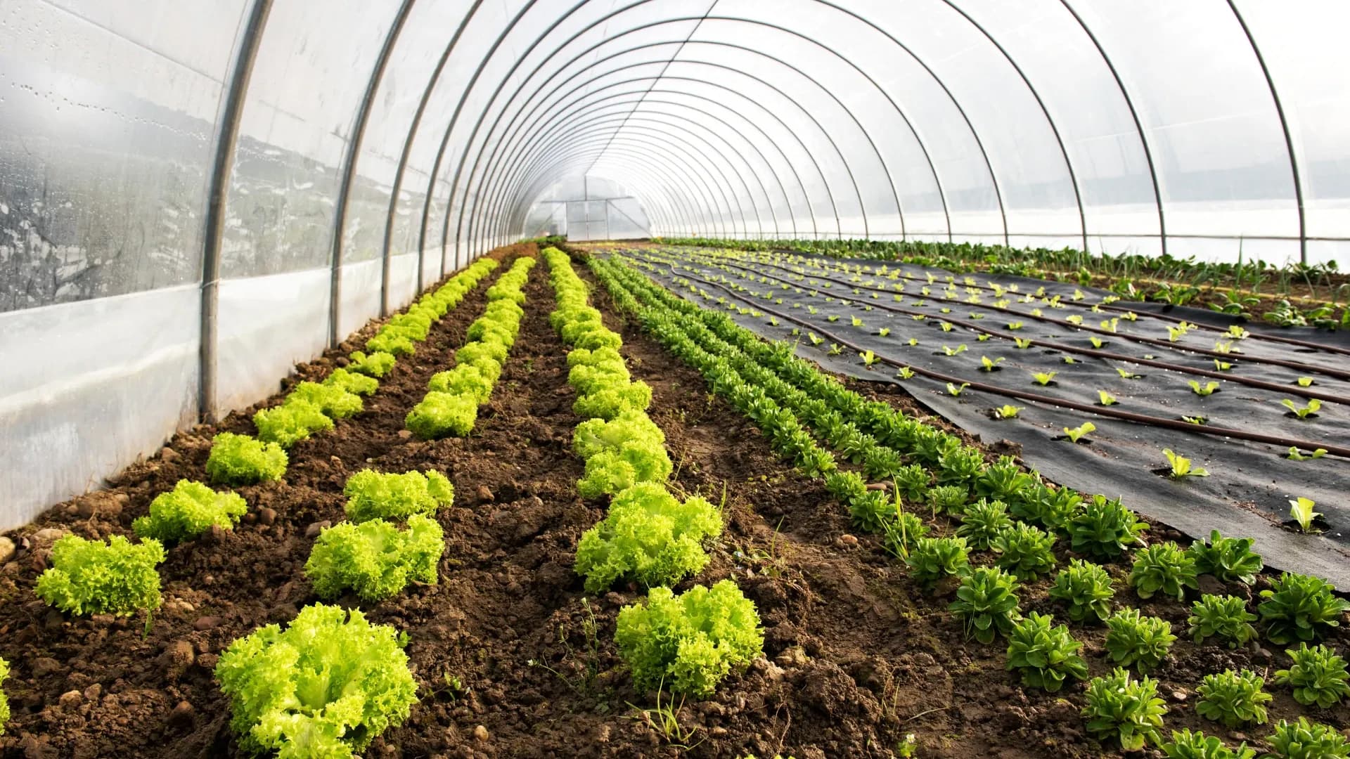 Desert Agriculture and Industrial Decarbonisation Reshape GCC’s Next Investment Wave