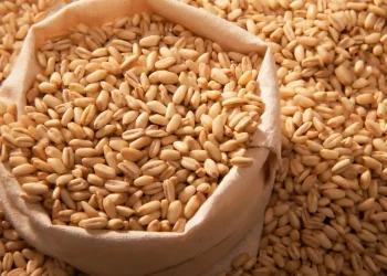 UAE bans new Indian wheat exports for 4 months