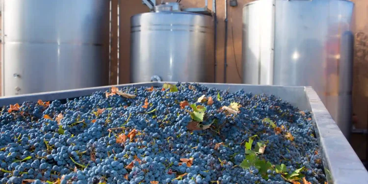 Brazilian Winemakers Aiming to Raise a Toast to More Global Sales