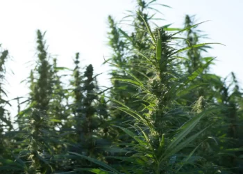 From Cash Crops to Cannabis Pakistan’s Economic Shift