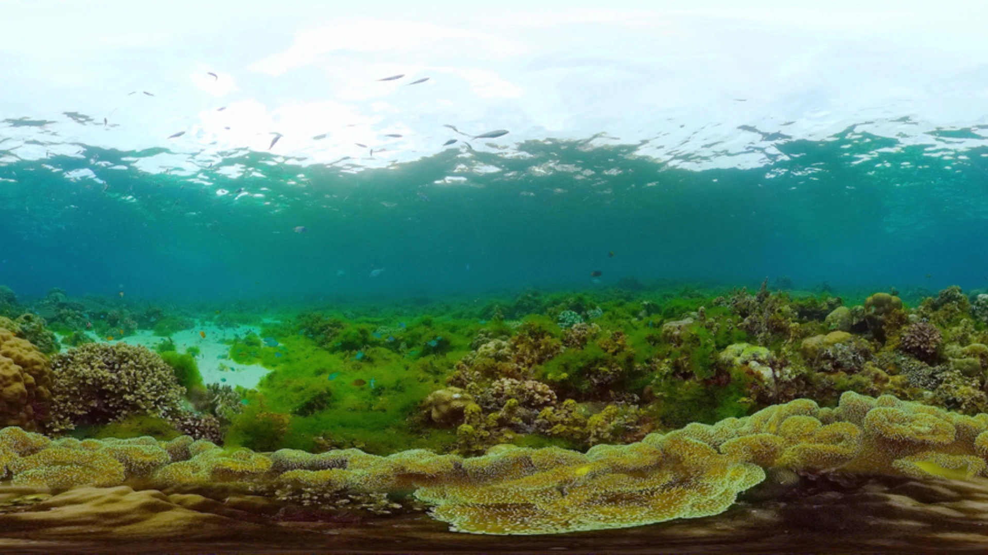 COP31: Australia Could Push High-Seas Causes As Pacific Takes Centre Stage 