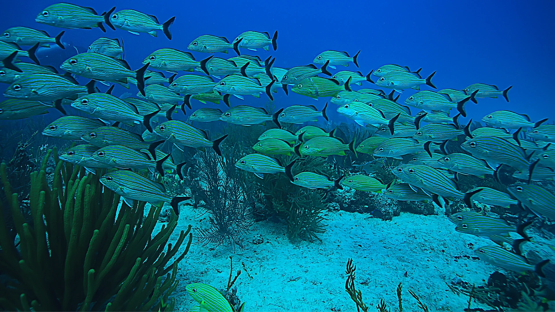 Beneath the Tide: Can New Zealand Build a Multi-Billion-Dollar Blue Carbon Economy? 